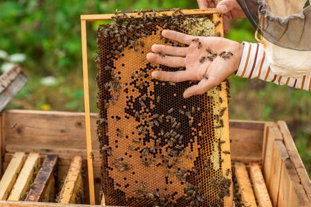 Closeup of hands beekeeper holding a honeycomb full of bees. The bees wrapped around the beekeeper's hand,の写真素材
