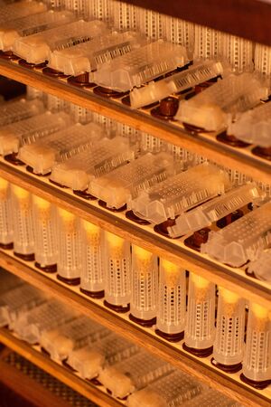 Shelves with cell curlers for the withdrawal of the queen bee in a special locker. Close up, details of beekeeping.の写真素材