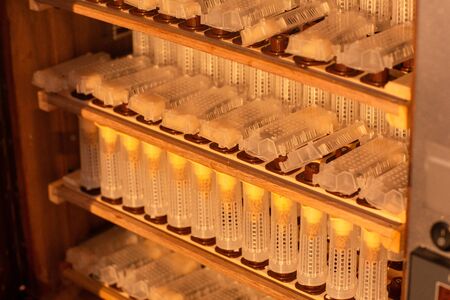 Shelves with cell curlers for the withdrawal of the queen bee in a special locker. Close up, details of beekeeping.の写真素材