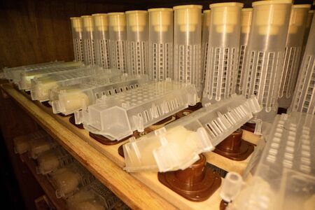 Shelves with cell curlers for the withdrawal of the queen bee in a special locker. Close up, details of beekeeping.の写真素材