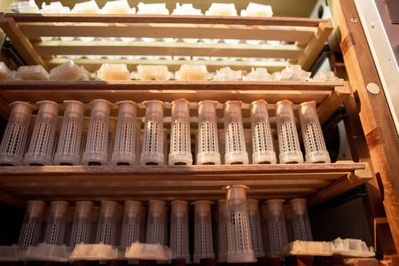 Shelves with cell curlers for the withdrawal of the queen bee in a special locker. Close up, details of beekeeping.の写真素材