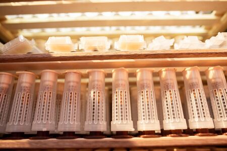 Shelves with cell curlers for the withdrawal of the queen bee in a special locker. Close up, details of beekeeping.の写真素材