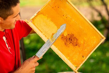 Beekeeper in red t-shirt cuts wax from honeycomb frame with a special knife into a bowl. Honey production. Close up.の写真素材