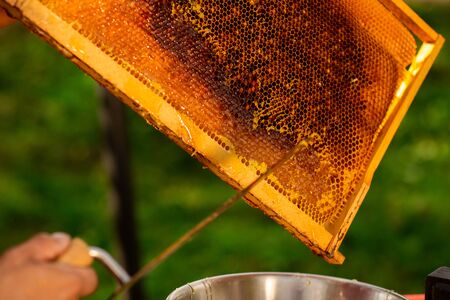 Close up of beekeeper hands cuts wax from honeycomb frame with a special knife into a bowl. Honey production.の写真素材