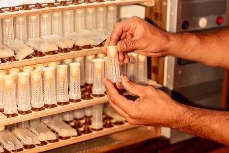 Close up of beekeeper hands, holds cell curlers for the withdrawal of the queen bee. Details of beekeeping.の写真素材