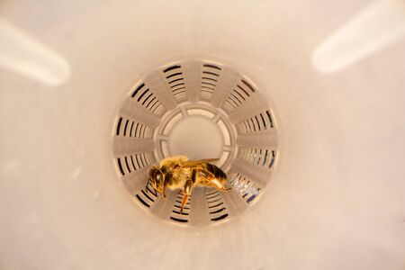 Bee queen in a curler cell close up. Details of beeqeeping.の写真素材