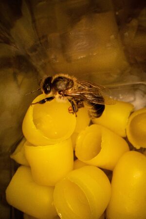 Yellow beeswax for hatching bees with a bee in the frame. Details of beekeeping close up.の写真素材