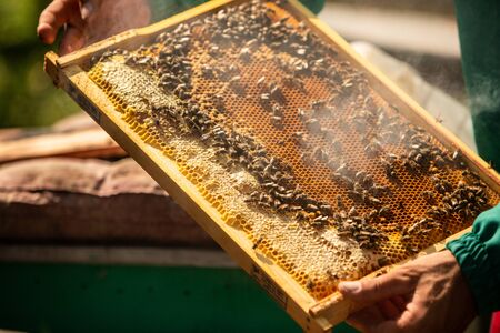 Frames of a bee hive. Beekeeper harvesting honey. The bee smoker is used to calm bees before frame removal. Close up.の写真素材