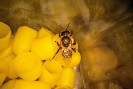 Yellow beeswax for hatching bees with a bee in the frame. Details of beekeeping close up.の写真素材