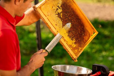 Beekeeper in red t-shirt cuts wax from honeycomb frame with a special knife into a bowl. Honey production. Close up.の写真素材