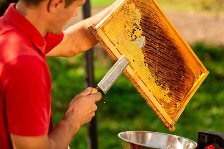 Beekeeper in red t-shirt cuts wax from honeycomb frame with a special knife into a bowl. Honey production. Close up.の写真素材