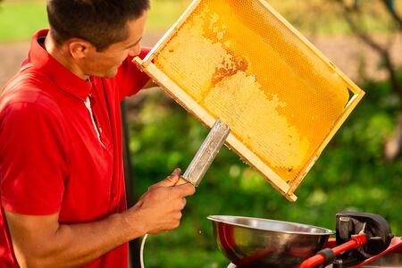 Beekeeper in red t-shirt cuts wax from honeycomb frame with a special knife into a bowl. Honey production. Close up.の写真素材