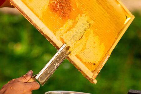 Close up of beekeeper hands cuts wax from honeycomb frame with a special knife into a bowl. Honey production.の写真素材