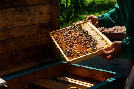 Frames of a bee hive. Beekeeper harvesting honey. The bee smoker is used to calm bees before frame removal. Close up.の写真素材