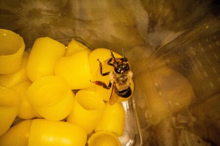 Yellow beeswax for hatching bees with a bee in the frame. Details of beekeeping close up.の写真素材