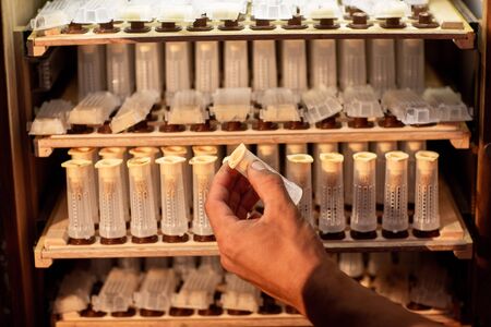 Close up of beekeeper hands, holds cell curlers for the withdrawal of the queen bee. Details of beekeeping.の写真素材