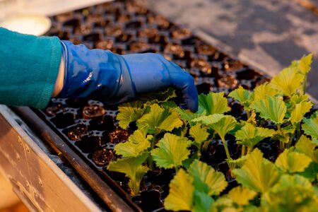 Seedling of royal pelargonium in peat pills. A hand in a blue glove plants a plant in a peat pill. Work in greenhouse.の写真素材