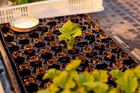 Seedlings of pelargonium, planted in special containers with peat pills. Gardening concept.の写真素材