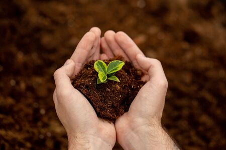 Small plant in soil closeup. The gardener's hands gently hold the soil with the plant. Ecology, environmental protection. Work in the greenhouse.の写真素材