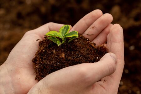 Small plant in soil closeup. The gardener's hands gently hold the soil with the plant. Ecology, environmental protection. Work in the greenhouse.の写真素材