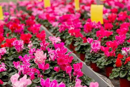 A colorful variety of cyclamen flowers in blossom in greenhouse. Plants ready for sales. Cyclamens with green leaves in pots. Gardening concept.の写真素材