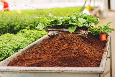 Green plant in a long pot, on a pile of soil. Preparation for transplanting plants in a greenhouse. Gardening concept.の写真素材