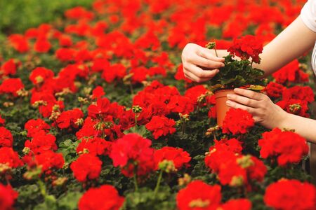 Women's hands hold beautiful red geranium flowers in the garden.の写真素材