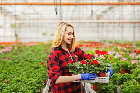 Female florist holding flower pot in greenhouse. Concept of gardering.の写真素材