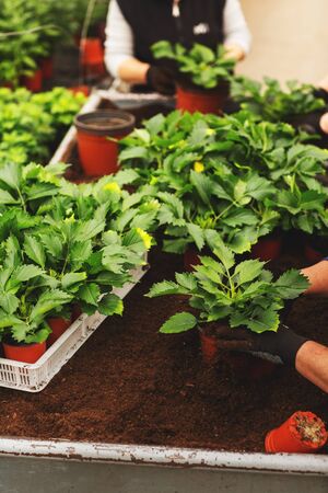 Close up of female hands with gloves holding flower pot with seedling in greenhouse.の写真素材