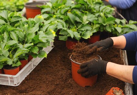 Close up of female hands with gloves holding flower pot with seedling in greenhouse.の写真素材