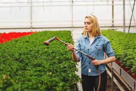 Woman florist watering flowers in the greenhouse. Concept of greenhouses and plants.の写真素材