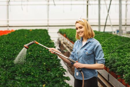 Woman florist watering flowers in the greenhouse. Concept of greenhouses and plants.の写真素材