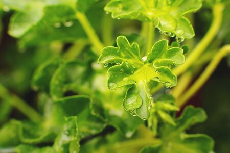 Nature detail. Green leaf texture background, green leaf in the garden with droplets of water. Green concept. Close up.の写真素材