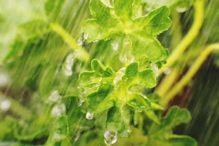 Nature detail. Green leaf texture background, Green leaves under the water stream. Green concept. Close up.の写真素材