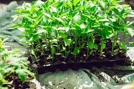 Close up of pepper seedlings, young foliage of pepper, spring seedlings. Concept of greenhouses.の写真素材