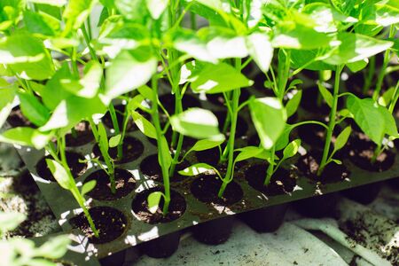 Close up of pepper seedlings, young foliage of pepper, spring seedlings. Concept of greenhouses.の写真素材