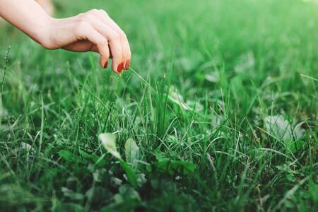 Seasonal planting grass close up. Woman's hand takes care of the lawn.の写真素材