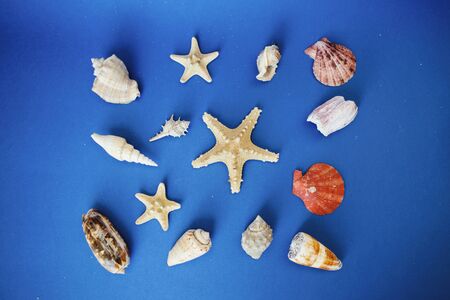 Seashells and starfish on a blue background. Sea and summer vacation concept. Top view. Space for text.の写真素材