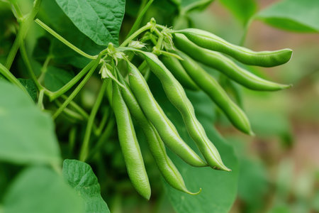 Green bean plants growing in neat rows.