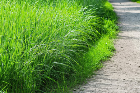 Tall grass growing beside a quiet dirt path.の写真素材