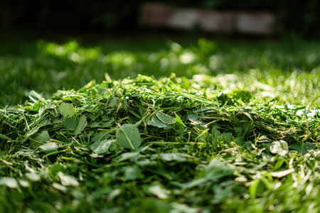 Freshly cut grass clippings scattered across a well-maintained lawn.の写真素材