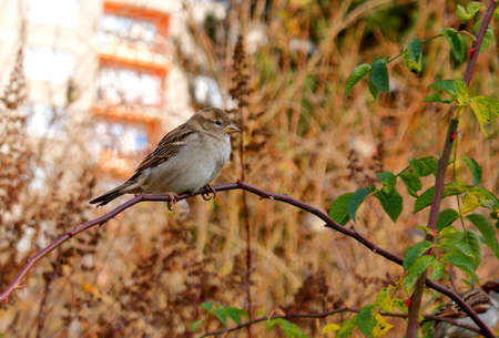 Johny Sparrowの写真素材