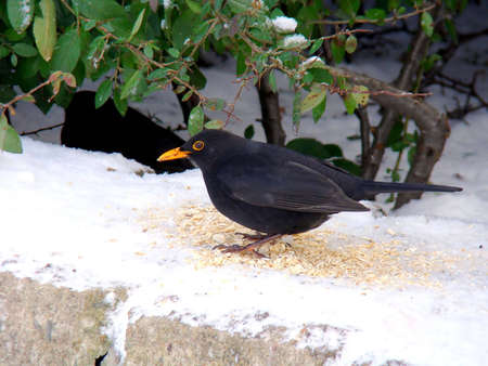 Black Birdの写真素材