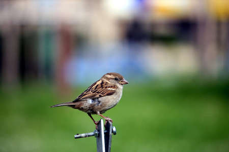 Sparrow Juniorの写真素材