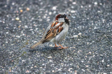 Sparrow-Singsの写真素材