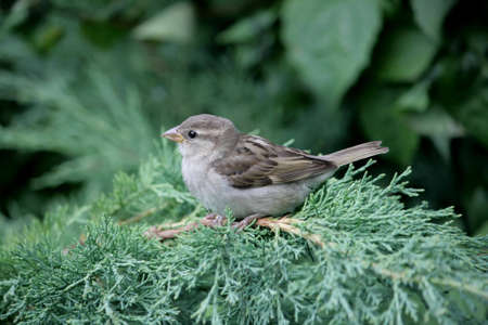 Big-Sparrowの写真素材