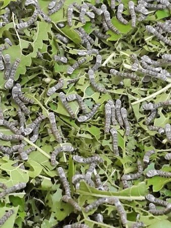 Silkworm Eat Mulberry Leafの写真素材