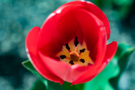 A photo of a tulip that was taken with a macro lens