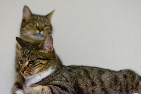 Two cats on the camera full of thoughtsの写真素材