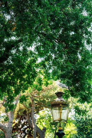 Beautiful and Peaceful Park Scene Featuring Lush Greenery Alongside Street Lampの写真素材